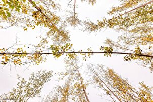 দালখানি অরণ্যে শরতের রঙিন রূপ মুগ্ধ করছে দর্শনার্থীদের