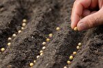Which Plants Have Been Mentioned in Quran?