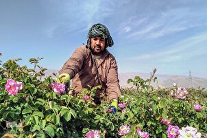 Rose Harvest in SW Iran