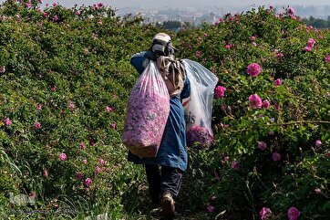 Harvest of Damask Roses in Iran’s Savojbolagh
