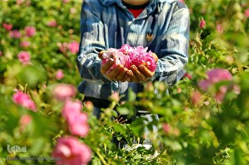 Harvesting Rose in Qom