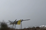 Bahraini Islamic Resistance Launches Drone Attack on Occupied Palestinian Territories  