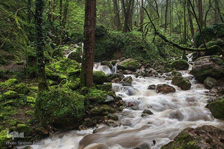 جنگل «قلعه رودخان»