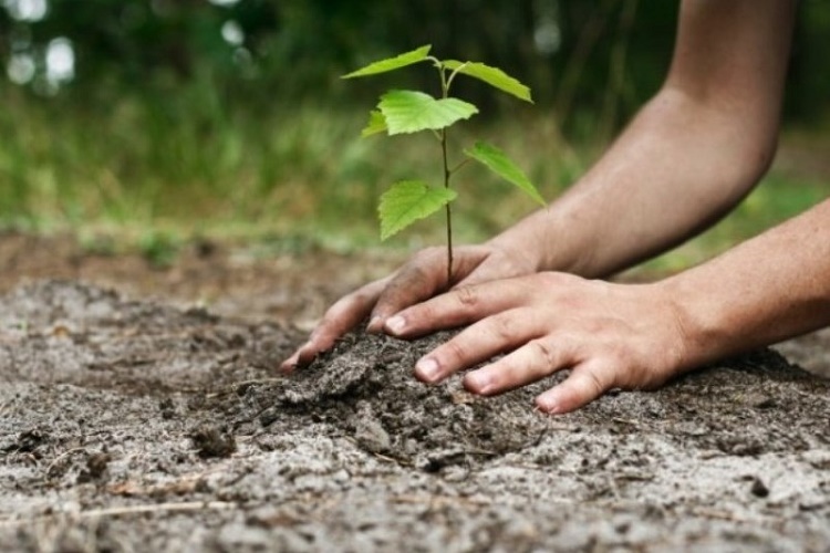 مراسم روز درختکاری