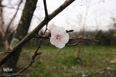 شکوفه های زمستانی درختان مبارک آباد شهرستان شفت