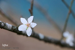 شکوفه های زمستانی درختان مبارک آباد شهرستان شفت