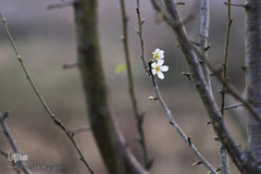 شکوفه های زمستانی درختان مبارک آباد شهرستان شفت
