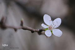 شکوفه های زمستانی درختان مبارک آباد شهرستان شفت