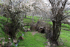 لبخند طبیعت در جلگه گیلان