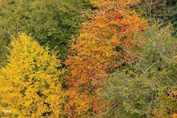 Natureza Outonal nas Florestas do Norte do Irã