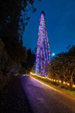 Dünyanın en büyük yılbaşı ağacı süslendi