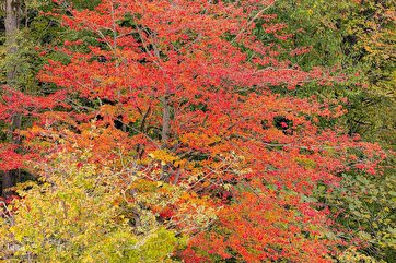 达尔哈尼森林的秋日风光